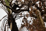 Black and white colobus monkey : 2014 Uganda